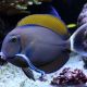 Acanthurus Bariene 12-17 cm 239,50 €