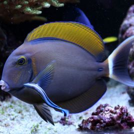 Acanthurus Bariene 12-17 cm 239,50 €