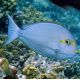 Acanthurus Mata : 3-5 cm 39,50 €