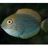 Acanthurus Mata : 3-5 cm