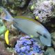 Acanthurus nigricauda 7-9 cm 54,50 €