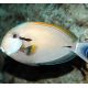 Acanthurus nigricauda 7-9 cm 54,50 €
