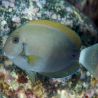Acanthurus nigricauda 7-9 cm