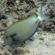 Acanthurus nigricauda 7-9 cm 54,50 €