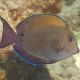 Acanthurus nigrofuscus 7-8 cm 49,50 €