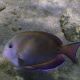 Acanthurus nigrofuscus 7-8 cm 49,50 €