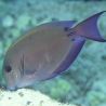 Acanthurus nigrofuscus 7-8 cm