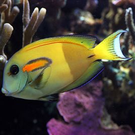 Acanthurus Olivaceus  : 10-12 cm  