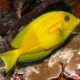 Acanthurus Olivaceus : 3-5 cm 47,50 €