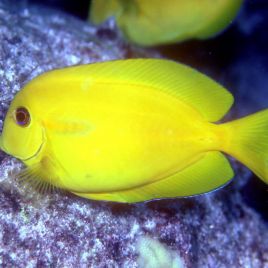 Acanthurus Olivaceus : 5-7 cm  