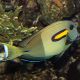 Acanthurus Olivaceus : 3-5 cm 47,50 €