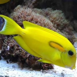 Acanthurus Olivaceus : 7-10 cm  