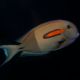 Acanthurus Olivaceus : 7-10 cm  69,50 €