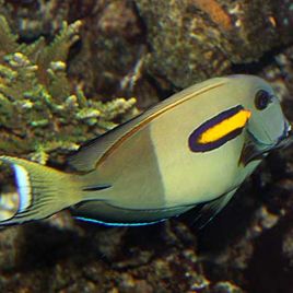 Acanthurus Olivaceus 12-15 cm