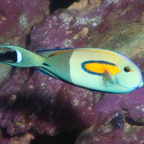 Acanthurus Olivaceus 20-25 cm 227,50 €