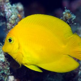 Acanthurus pyroferus  : 5-8 cm  