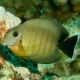 Acanthurus pyroferus jaune 8-10 cm 74,50 €