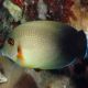 Acanthurus pyroferus jaune 8-10 cm 74,50 €