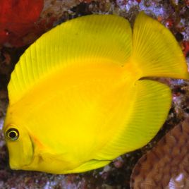 Acanthurus pyroferus jaune 8-10 cm