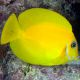 Acanthurus pyroferus jaune 8-10 cm 74,50 €