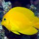 Acanthurus pyroferus jaune 8-10 cm 74,50 €