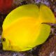 Acanthurus pyroferus : 10-12 cm  79,50 €