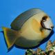 Acanthurus pyroferus : 10-12 cm  79,50 €