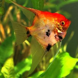 Pterophyllum Scalaire koï  8-10 cm