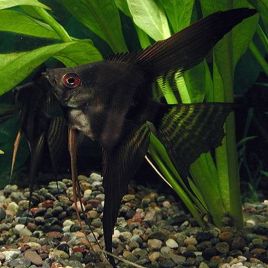 Pterophyllum Scalaire noirs 3-4cm lot de 2