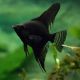 Pterophyllum Scalaire noirs 4-5cm 9,50 €