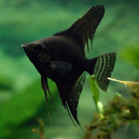 Pterophyllum Scalaire noirs 4-5cm 9,50 €