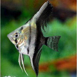 Pterophyllum Scalaire bicolor 5-6 cm 8,50 €