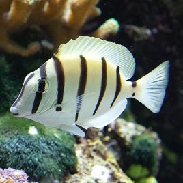 Acanthurus triostegus : 3-5 cm  