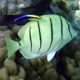 Acanthurus triostegus : 3-5 cm  43,50 €