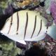 Acanthurus triostegus : 6-8 cm  57,50 €