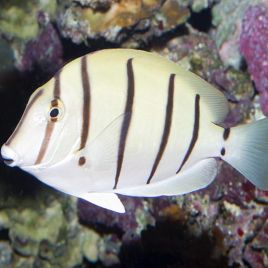 Acanthurus triostegus : 6-8 cm  57,50 €