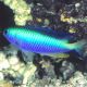 Pomacentrus alleni