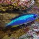 Pomacentrus alleni 14,90 €