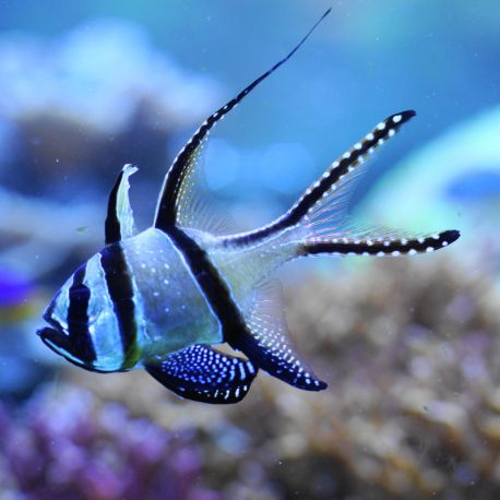 Pterapogon Kauderni 1-2 cm d'elevage  47,50 €