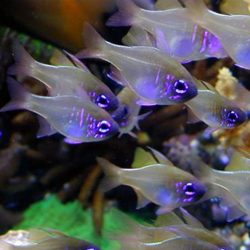 Apogon leptacanthus 2 à 4 cm*