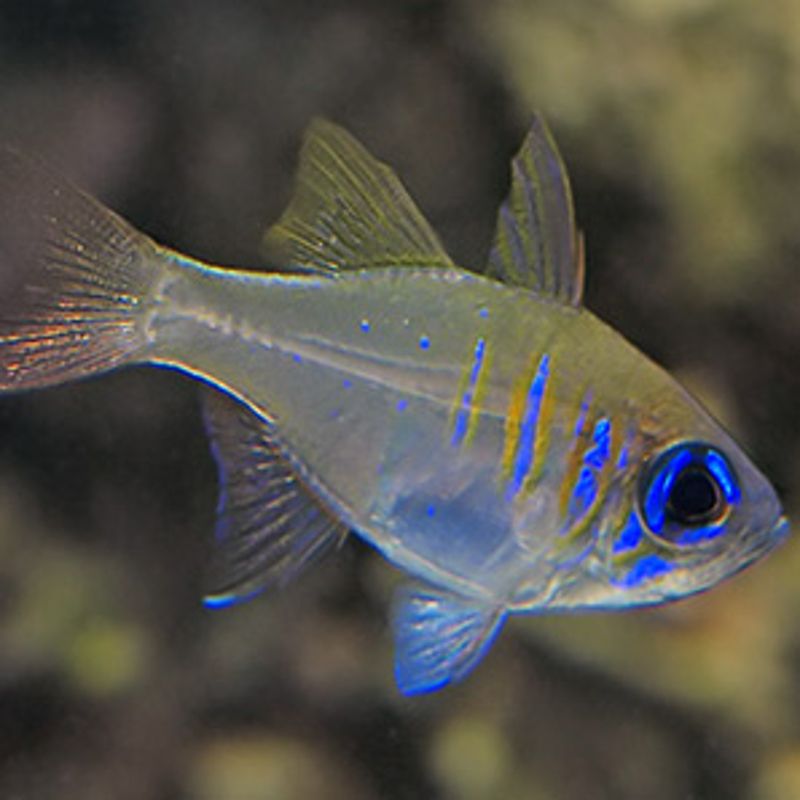 Apogon leptacanthus 2 à 4 cm*