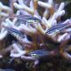 Apogon Parvulus- Ostorhinchus parvulus* 1-2 cm (lot de 3)