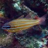 Apogon cyanosoma - Ostorhinchus cyanosoma : 2-3 cm