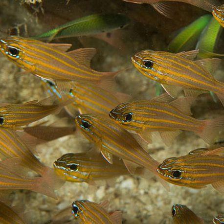 Apogon Cyanosoma - Ostorhinchus cyanosoma 2-4 cm (lot de 5)