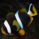 Amphiprion Allardi : 2 à 4 cm  17,90 €