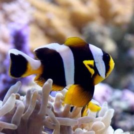 Amphiprion Allardi : 2 à 4 cm  