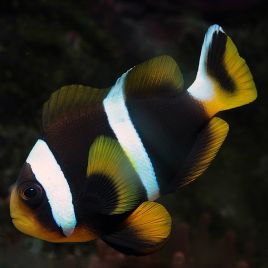 Amphiprion Allardi : 4 à 7 cm  22,50 €