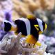Amphiprion Allardi : 4 à 7 cm  19,50 €