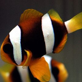 Amphiprion Clarkii : 2 à 3 cm (élevage)