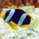 Amphiprion Clarkii : 4 à 5 cm élevage 17,90 €